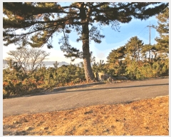  2024Ÿ5013 泲  θ  717-24      (1)