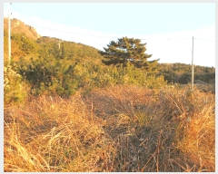  2024Ÿ5013 泲  θ  717-24      (1)