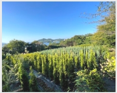  2024Ÿ28764 泲    476      (1)