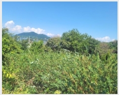  2024Ÿ28764 泲    476      (1)