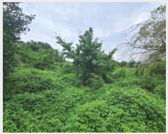  2024Ÿ��29019 �泲 ������ ������ ���긮 199      ����(��1)���