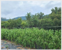  2024Ÿ��29019 �泲 ������ ������ ���긮 199      ����(��1)���