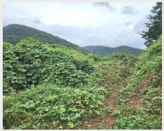  2024Ÿ29262 泲  û  55-25      (1)