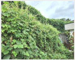  2024Ÿ29262 泲  û  55-25      (1)