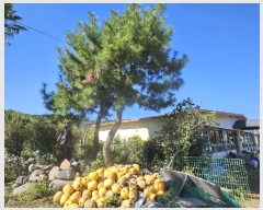  2024Ÿ30859 泲  û 1 10-3      ,繫ǰ