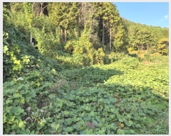  2024Ÿ31289 泲    500      (Ӿ)