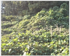  2024Ÿ31289 泲    500      (Ӿ)