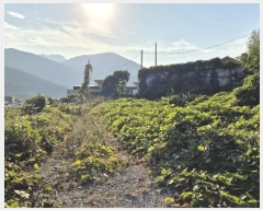  2024Ÿ31289 泲    500      (Ӿ)