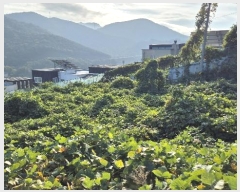  2024Ÿ31289 泲    500      (Ӿ)