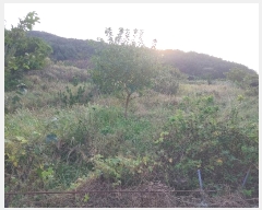  2024Ÿ��30477 �泲 ������ ���θ� ������ 295-1      ����(��)���