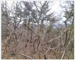  2024Ÿ1226 泲   45       (Ӿ)