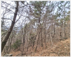  2024Ÿ1226 泲   45       (Ӿ)