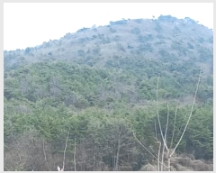  2024Ÿ1226 泲   45       (Ӿ)