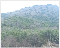  2024Ÿ1226 泲   45       (Ӿ)