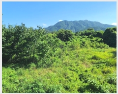  2024Ÿ3482 泲  ŷ ſ븮 1457      ()