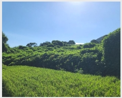  2024Ÿ3482 泲  ŷ ſ븮 1457      ()