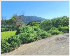  2024Ÿ3482 泲  ŷ ſ븮 1457      ()