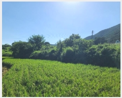  2024Ÿ3482 泲  ŷ ſ븮 1457      ()