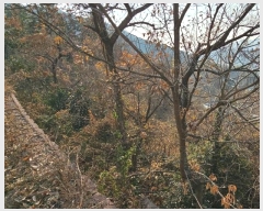  2024Ÿ5051 泲    387-6      (Ӿ)