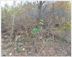  2024Ÿ5228 泲  ȸȭ  75-7      (Ӿ)