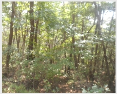  2024Ÿ4485 泲  д Ÿ 93      (Ӿ)