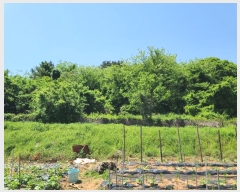  2024Ÿ��24113 �泲 �뿵�� ������ �׸��� 982      ����(��1)���