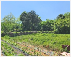  2024Ÿ��24113 �泲 �뿵�� ������ �׸��� 982      ����(��1)���