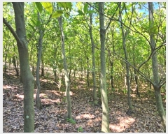  2024Ÿ��28511  ����