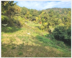  2024Ÿ31173 泲  ̸ ͷ渮 497      ()