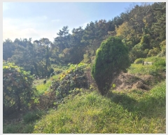  2024Ÿ31173 泲  ̸ ͷ渮 497      ()