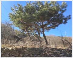  2024Ÿ13475 泲 о  ︮ 95      ()