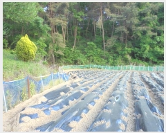  2024Ÿ��332  ����