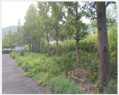  2024Ÿ936 泲 о  ¸ 528      ()