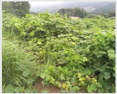  2024Ÿ1243 泲 о ܸ  377      (Ӿ)