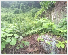  2024Ÿ1243 泲 о ܸ  377      (Ӿ)