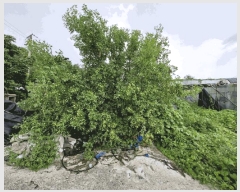  2024Ÿ1632 泲 â籺  а踮 1255-2      ()