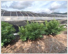  2024Ÿ��2239  ���ð��