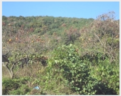  2024Ÿ2499 泲 о   659      (1)