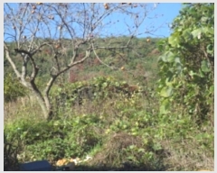  2024Ÿ2499 泲 о   659      (1)