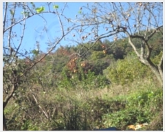  2024Ÿ2499 泲 о   659      (1)