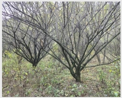  2024Ÿ2765 泲 о û ⸮ 1246      ()