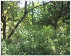  2024Ÿ��11196  �����