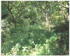  2024Ÿ��11196  �����