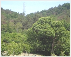  2024Ÿ��11196  �����