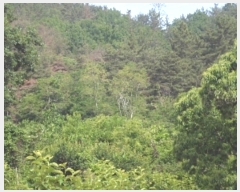  2024Ÿ��11196  �����