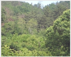  2024Ÿ��11196  �����