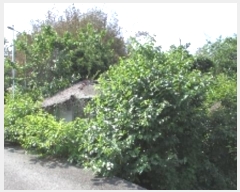  2024Ÿ11479 泲 â籺  ɸ 905      ()