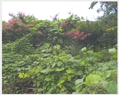  2024Ÿ11677 泲 â籺 輺 縮 100-1      (Ӿ)