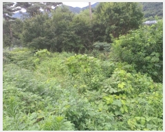  2024Ÿ11677 泲 â籺 輺 縮 100-1      (Ӿ)