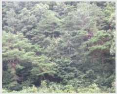  2024Ÿ11769 泲 â籺   82      (Ӿ)